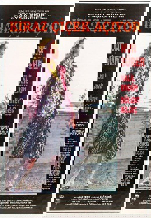 Kiraz Çiçek Açıyor