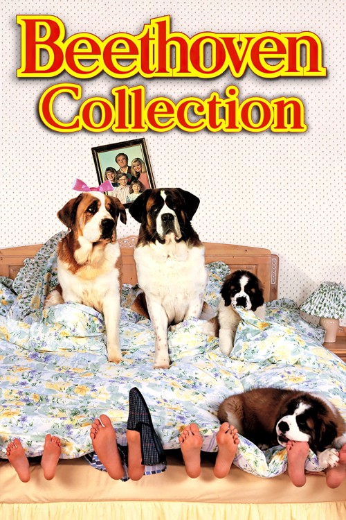 Afacan Köpek Beethoven Koleksiyonu